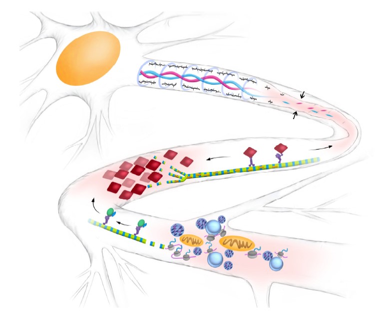 Illustration of local translation in an axon