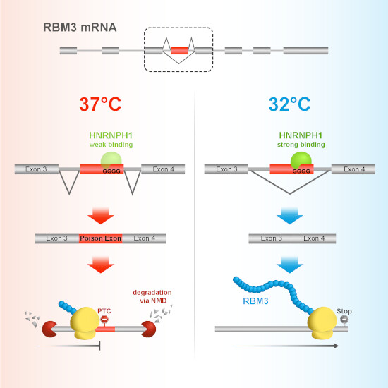 Mechanism illustration from the RBM3 study