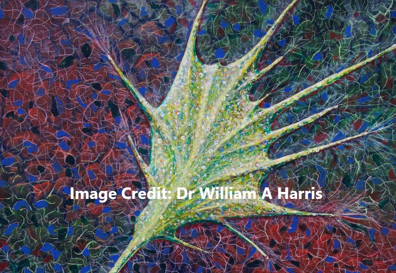 Microscopy image of a neuronal growth cone